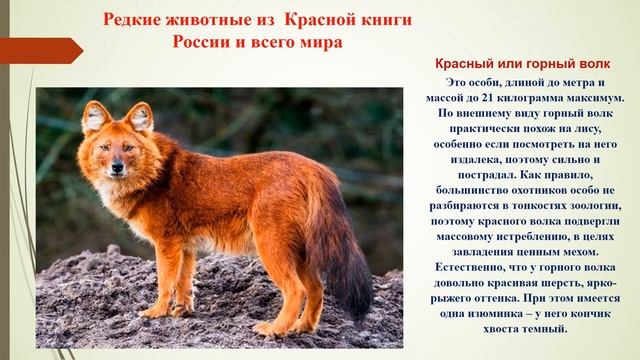 Час экологии «Путешествие по страницам Красной книги» смотреть онлайн