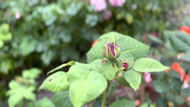 Eclair Rose - Review | Bred by Lacharme and released in 1833 | Highly Fragrant смотреть онлайн