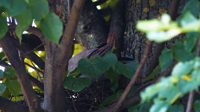 STOCK DOVES | Birding | Poster смотреть онлайн