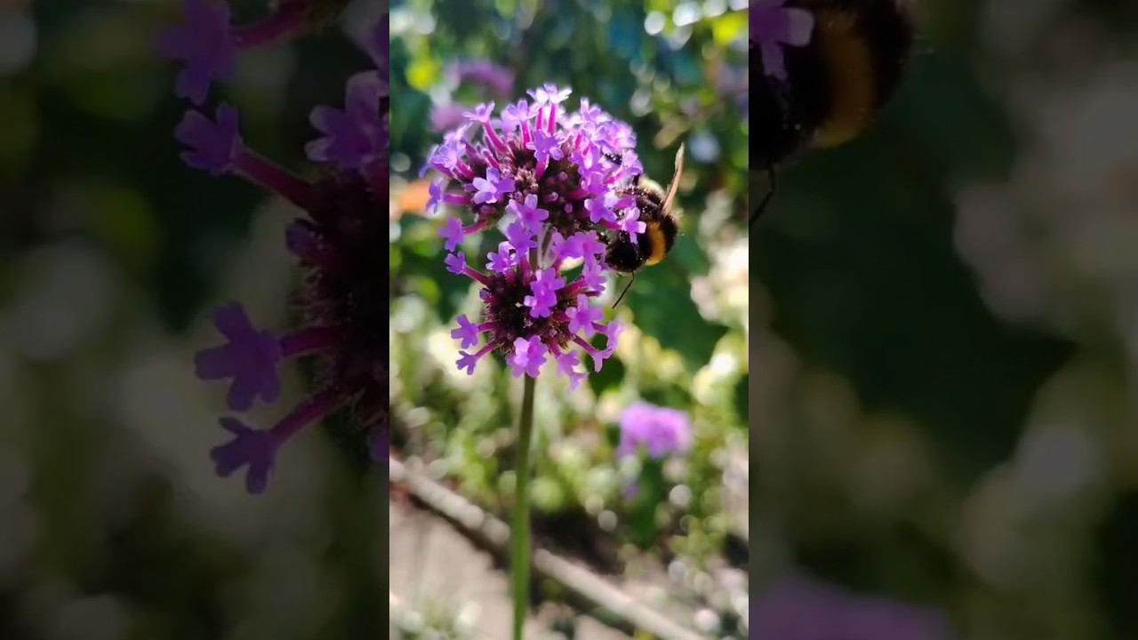 лето...#garden #shorts смотреть онлайн