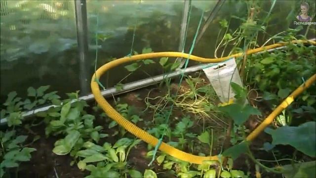 Обзор участка, результаты выращивания посадок на начало осени. смотреть онлайн