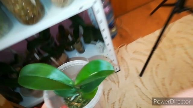 Орхидеи❤️полный роспуск вандочек, солнечная лилия, Будда на мхе?сборная солянка? смотреть онлайн