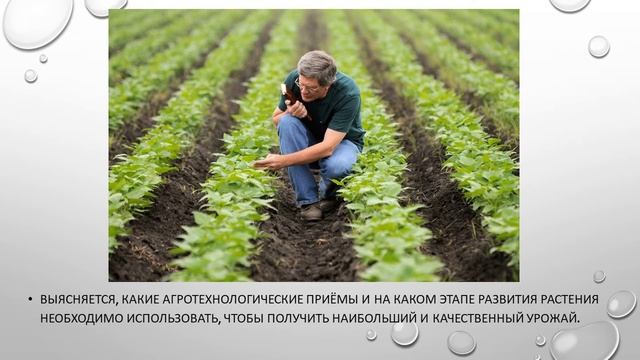 Исследования культурных растений или опыты с ними смотреть онлайн