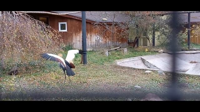 ЦАРСТВО ПЕРНАТЫХ смотреть онлайн