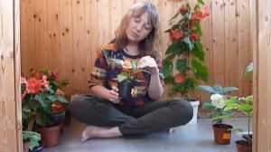 Что такое абутилон Белла?