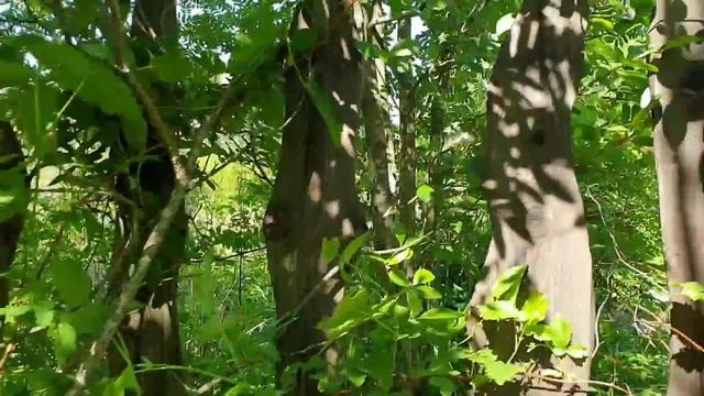 Осознанная необходимость. смотреть онлайн