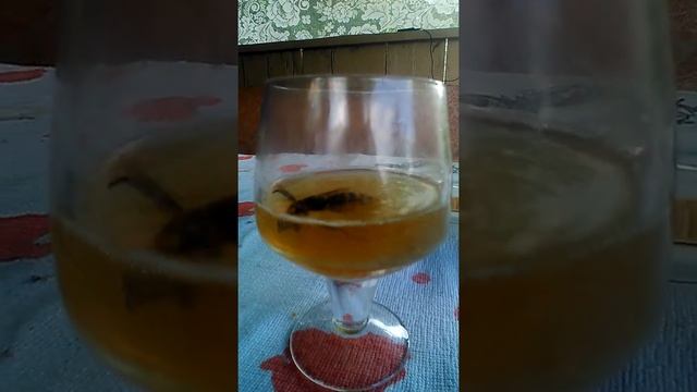 Это шмель укус смертелен смотреть онлайн