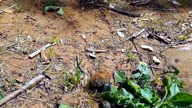 Жуки скарабеи катят навозный шар. смотреть онлайн