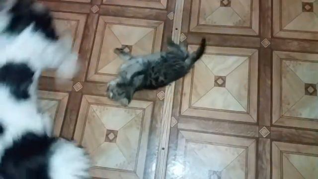 ЖЕСТЬ 🐶🐈 СОБАКА 🐕🦺 ЗАГРЫЗЛА КОШКУ 🐶🐈 DIY смотреть онлайн