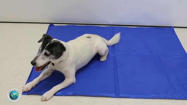 Охлаждающий коврик для животных Polar Pooch смотреть онлайн