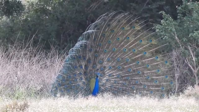 18 день  Размышления  посвященные своему Ангелу Хранителю на каждый день года