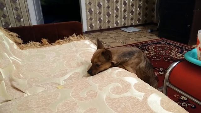 Собака пытается достать чипсинку смотреть онлайн