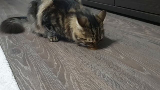 Реакция кота на мармелад для кошек