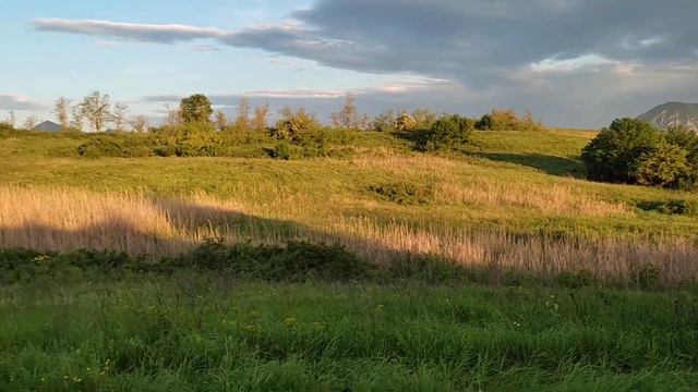 пчелы смотреть онлайн