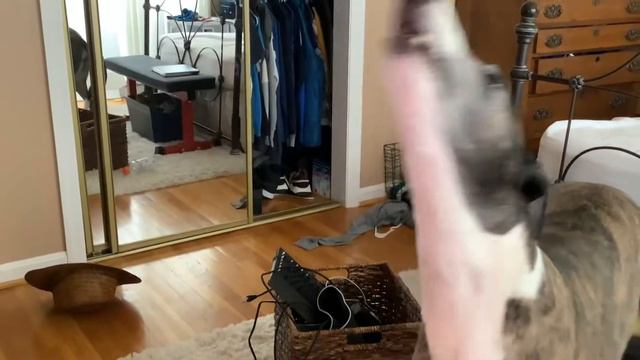 My greyhound rooing смотреть онлайн