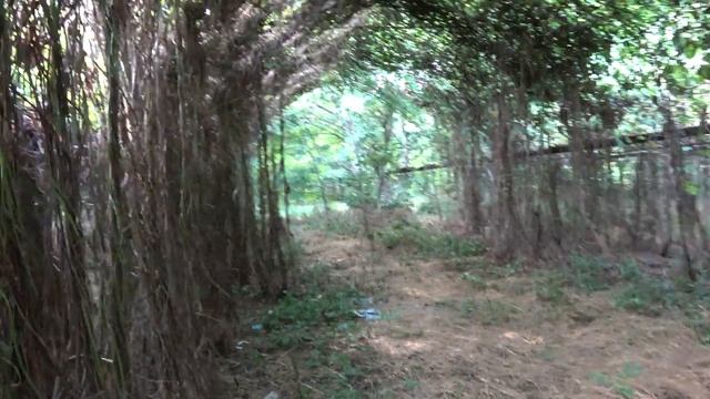 Заброшенные теплицы. Учхоз. Краснодар [ 4K ]