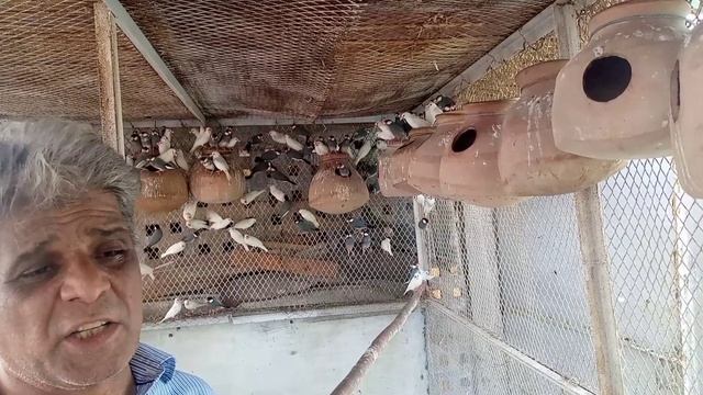 White and Grey java breeder pairs available for sale in Karachi. смотреть онлайн