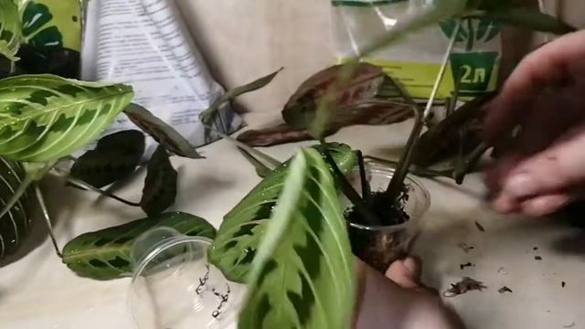 Маранта триколор. Размножение смотреть онлайн