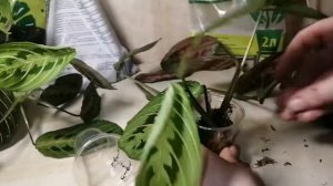 Маранта триколор. Размножение