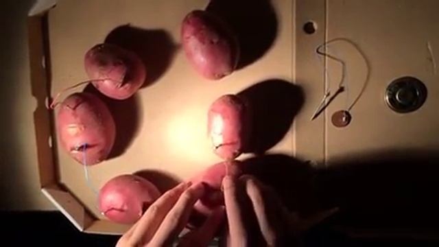 Опыт с картошкой смотреть онлайн