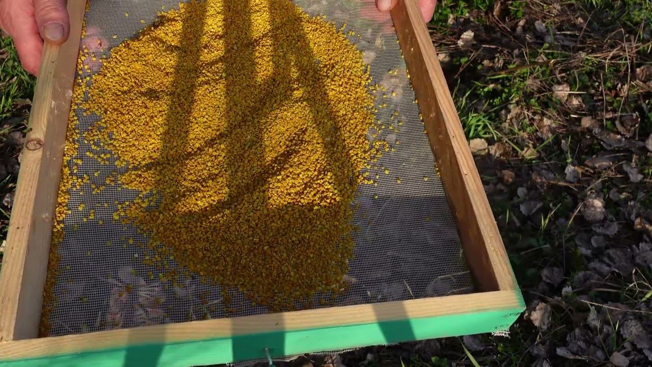 стартовый сбор пыльцы из ивы и вербы смотреть онлайн