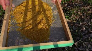 стартовый сбор пыльцы из ивы и вербы