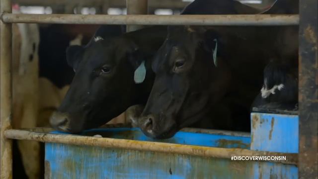 Pagel's Ponderosa Dairy & Discover WI Showcase Our Farm To Fork Journey