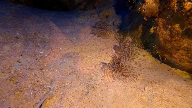 Diving in Egypt, Sharm El Sheikh. Захватывающий дайвинг в Красном Море. 04/2019 смотреть онлайн