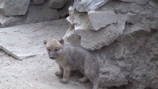 Папа волк выводит волчат на прогулку. 27.05.2022 смотреть онлайн