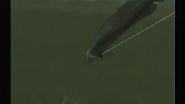 Reel Fishing | Wild - Pirarucu(Arapaima), Piranha Gameplay смотреть онлайн