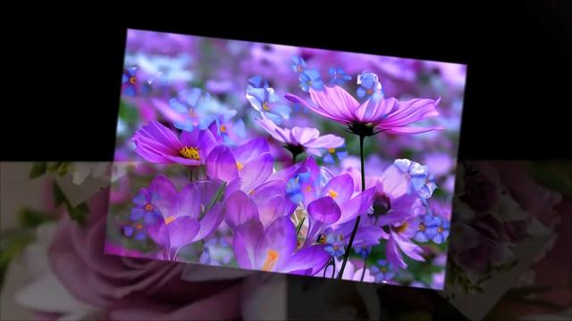 Слайд-шоу/цветы/лето. смотреть онлайн