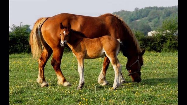 Проект Домашние животные и их детеныши hd смотреть онлайн