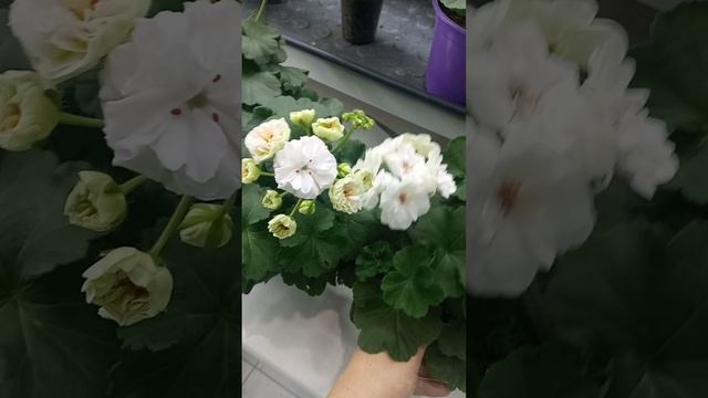 И снова беленькие 20.12.2023