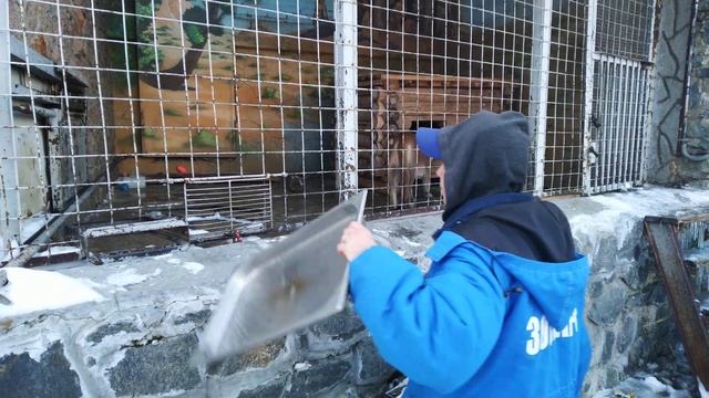 Челябинский зоопарк. Часть 4. Кормление пум смотреть онлайн