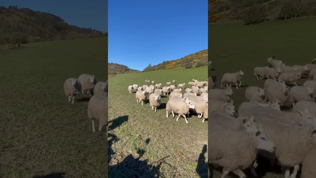 Amazing dog herding a field of sheep смотреть онлайн