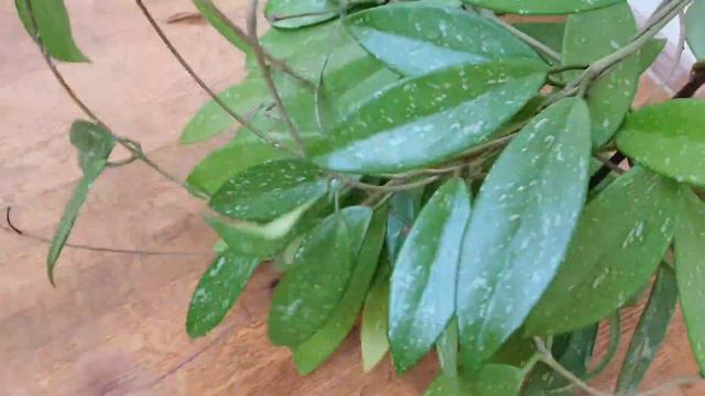 Хойя Корноза и Хойя Пубикаликс Сильвер Пинк на моей лоджии