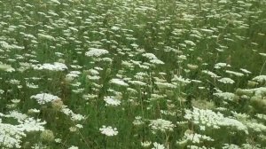 ?Амми зубная медонос?