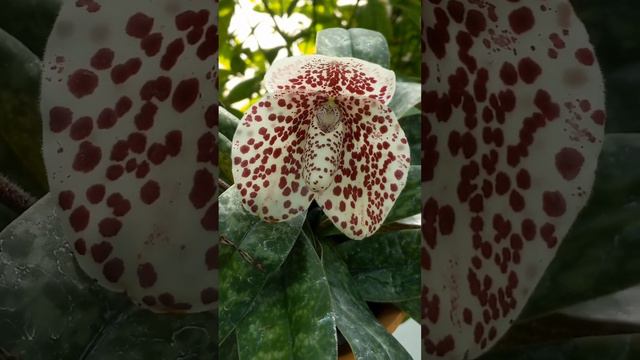 Paph.bellatulum（パフィオペディラム ・ベラチュラム）🍁新宿御苑秋の洋ラン展🍂 смотреть онлайн