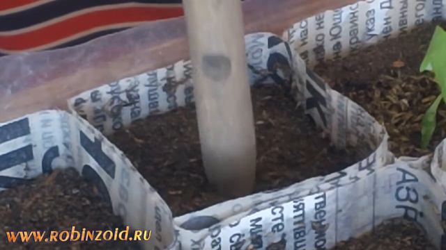 Сельдерей 2016 высадка сельдерея в стаканчики смотреть онлайн