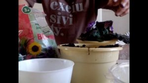 #пересадка_фиалки#фиалки_уход#комнатные_цветы Пересадка фиалки!