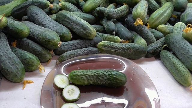 Выбираем огурцы. Огурец Директор. Дегустация. Ольга Чернова. смотреть онлайн
