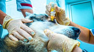 ПОПАЛ В БОЛЬНИЦУ ПОСЛЕ ДРАКИ!!! (Хаски Бандит) Говорящая камнеежка