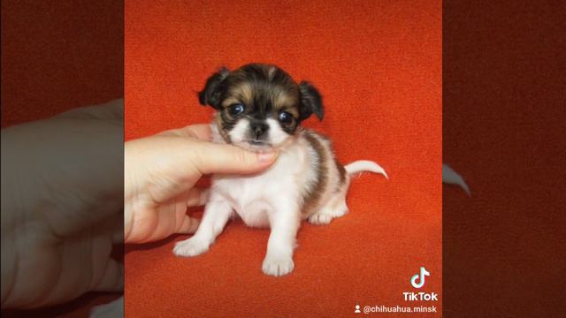 Малыши чихуахуа, нам сегодня месяц!🐕❤️ смотреть онлайн