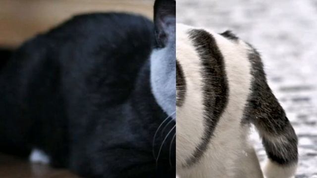 Cмешные окрасы кошек? смотреть онлайн