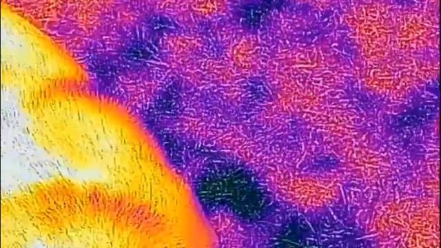 Flir One Thermal Camera: Our Dog, Cookie the Anatolian Shepherd! смотреть онлайн