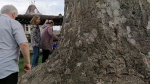 Отдых. Сочи. Тюльпановое дерево. Загадываю желание.