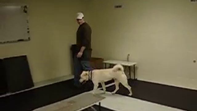 Korean Jindo смотреть онлайн