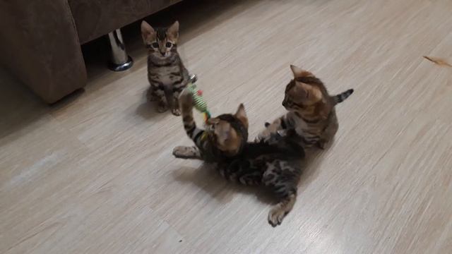 Питомник бенгальских котят