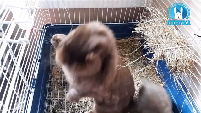 Карликовый вислоухий баран, крольчата. смотреть онлайн