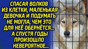 Встреча с волками для девочки оказалась неожиданным поворотом, такого исхода она точно не ожидала...